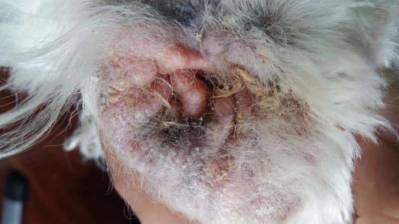 ¿Pueden los antibióticos causar una infección por hongos en los perros?